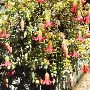 Cotyledon Pendens Succulent Live Plant, Trailing Cliff Cotyledon Vine in Pot, Great for Indoor Gardens and Hanging Baskets