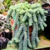 Donkey Tail Succulent Plant Live, Trailing Sedum Live Plant For Indoor Outdoor, In Pot