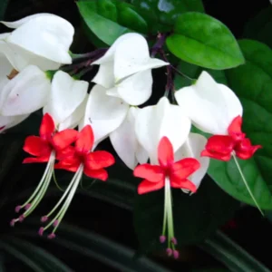 White Bleeding Heart Plant Live, In 4 Inch Pot, Clerodendrum Bleeding Heart Vine with Red and White Flowers for Hanging Baskets