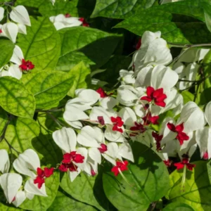White Bleeding Heart Vine, In 4 Inc Pot, Clerodendrum Plant with Red and White Blooms for Indoor or Outdoor Decor
