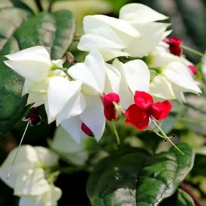 White Bleeding Heart Plant Live, In 4 Inch Pot, Clerodendrum Bleeding Heart Vine with Red and White Flowers for Hanging Baskets