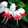 White Bleeding Heart Vine, In 4 Inc Pot, Clerodendrum Plant with Red and White Blooms for Indoor or Outdoor Decor