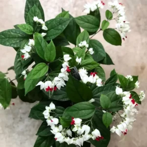 White Bleeding Heart Plant Live, In 4 Inch Pot, Clerodendrum Bleeding Heart Vine with Red and White Flowers for Hanging Baskets