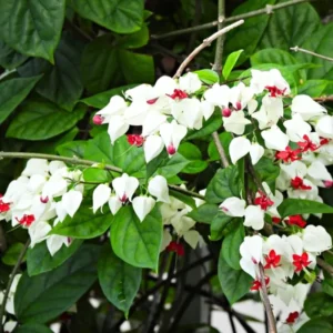 White Bleeding Heart Vine, In 4 Inc Pot, Clerodendrum Plant with Red and White Blooms for Indoor or Outdoor Decor