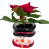 Red Poinsettia Plant Live Houseplant, Ceramic Planter 3 Inc Pot, Poinsettia Flowers For Decoration, Holiday Plant
