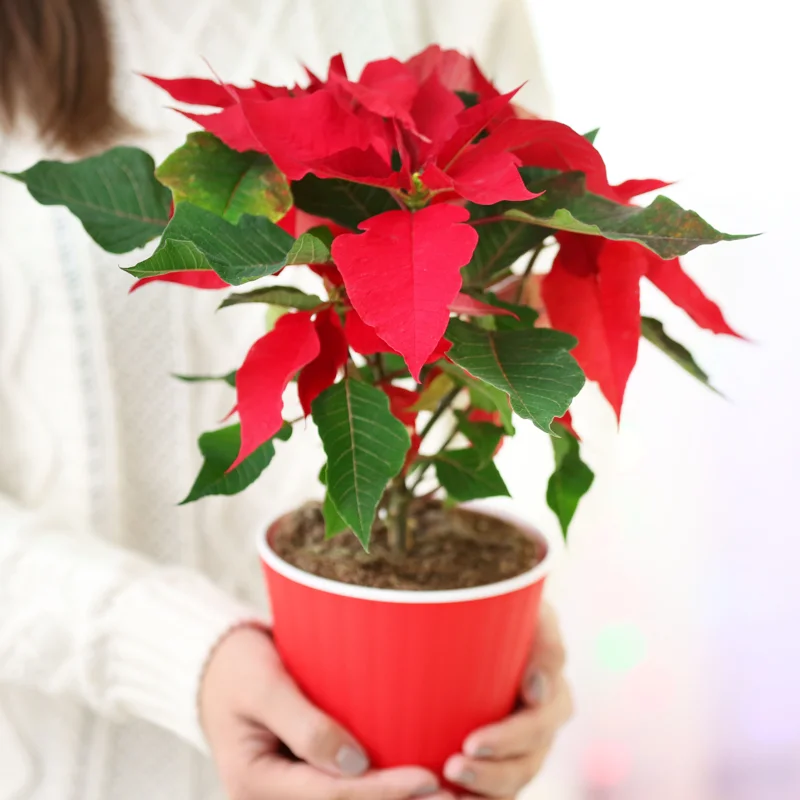 Red Poinsettia Plant Live Houseplant, Ceramic Planter 3 Inc Pot, Poinsettia Flowers For Decoration, Holiday Plant