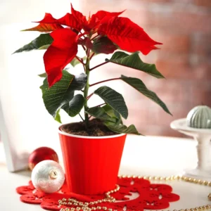 Red Poinsettia Plant Live, Vibrant Holiday Flowers in 3 Inc Pot Ceramic Planter, Poinsettia Houseplant for Indoor Decoration