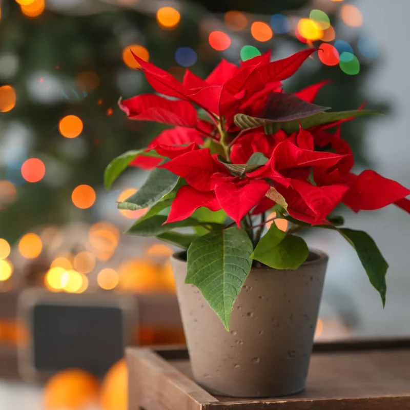 Red Poinsettia Plant Live Houseplant, Ceramic Planter 3 Inc Pot, Poinsettia Flowers For Decoration, Holiday Plant