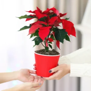 Red Poinsettia Plant Live Houseplant, Ceramic Planter 3 Inc Pot, Poinsettia Flowers For Decoration, Holiday Plant