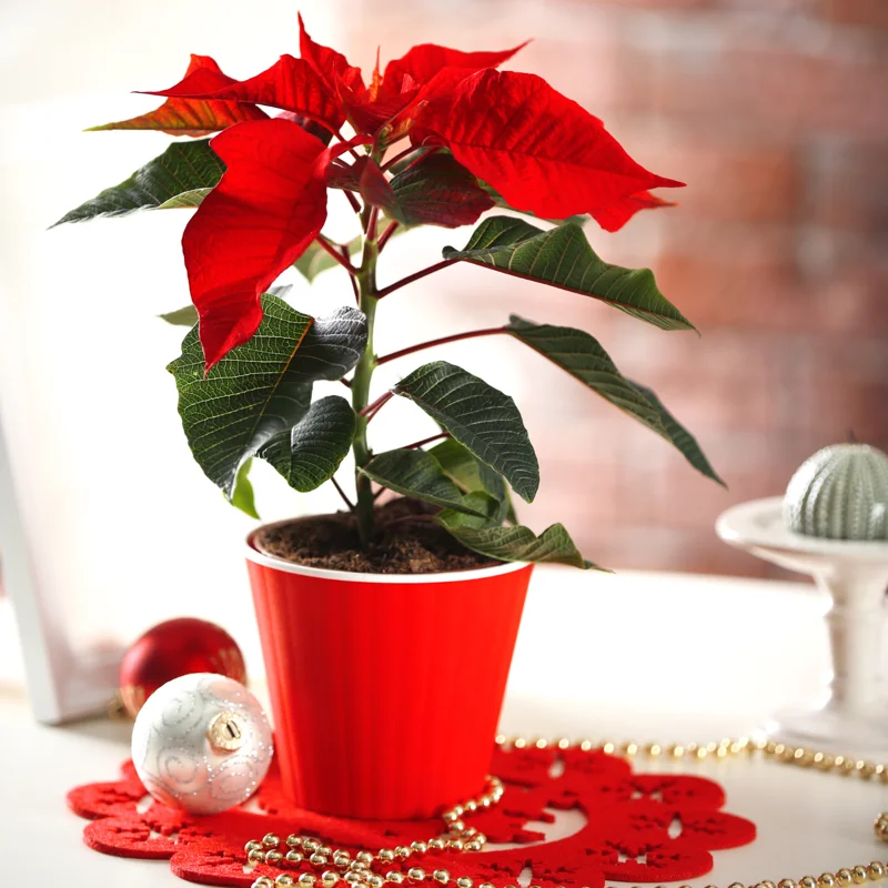Red Poinsettia Plant Live Houseplant, Ceramic Planter 3 Inc Pot, Poinsettia Flowers For Decoration, Holiday Plant