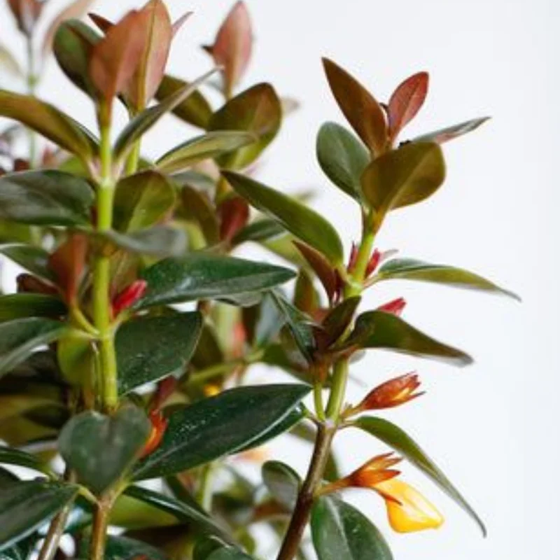 Goldfish Plant Live, Goldfish Vine, In 2-Inch Pot, Ornamental Goldfish for Indoor Hanging Baskets