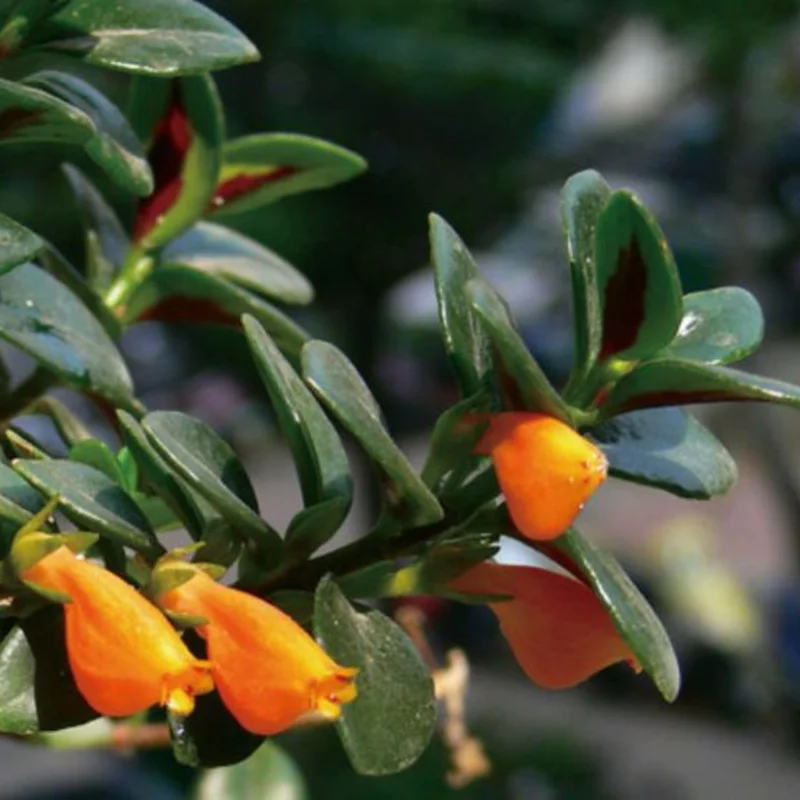 Black Goldfish Plant