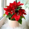 Red Poinsettia Plant Live Houseplant, In Pot, Poinsettia Flowers For Decoration, Holiday Plant