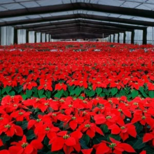 Red Poinsettia Plant Live Houseplant, In Pot, Poinsettia Flowers For Decoration, Holiday Plant