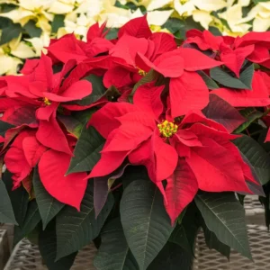 Red Poinsettia Plant Live Houseplant, In Pot, Poinsettia Flowers For Decoration, Holiday Plant