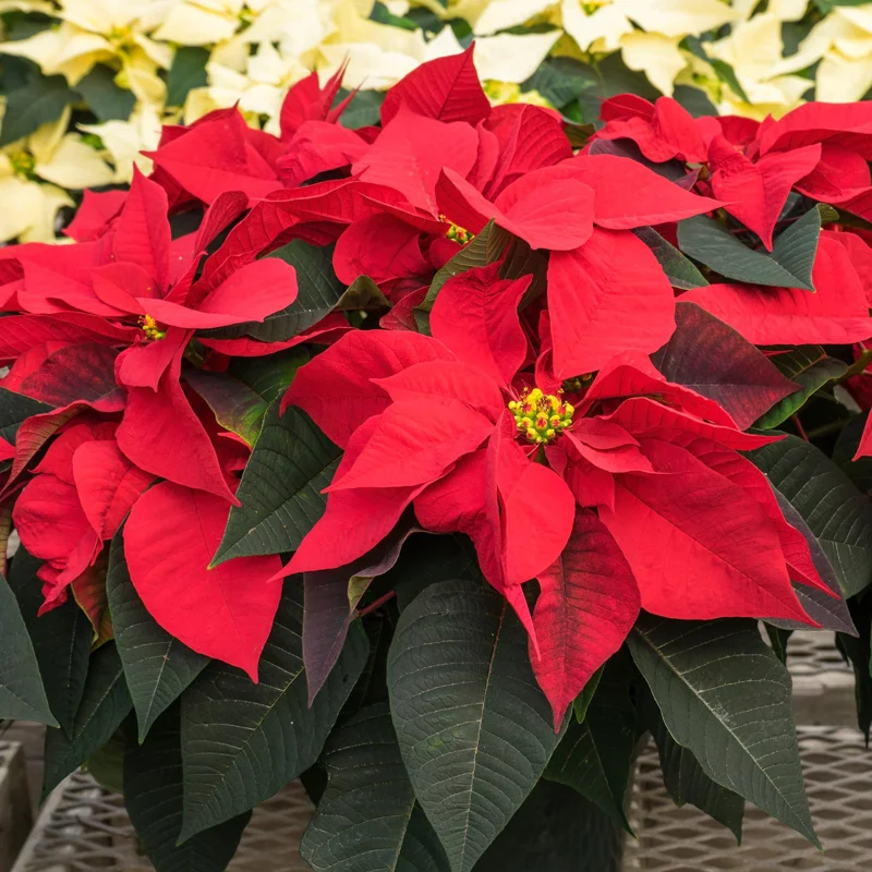 Red Poinsettia Plant Live Houseplant, In Pot, Poinsettia Flowers For Decoration, Holiday Plant