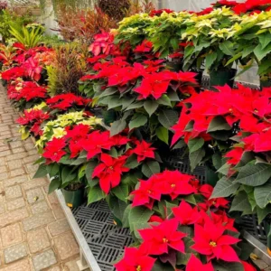 Red Poinsettia Plant Live Houseplant, In Pot, Poinsettia Flowers For Decoration, Holiday Plant