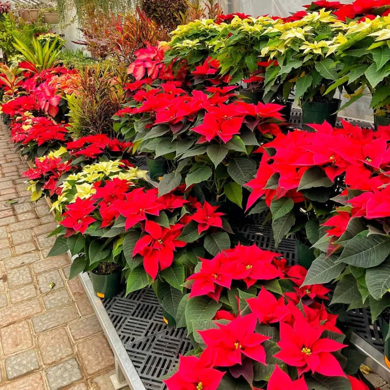 Red Poinsettia Plant Live Houseplant, In Pot, Poinsettia Flowers For Decoration, Holiday Plant