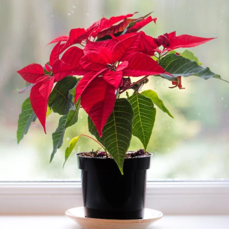 Red Poinsettia Plant Live Houseplant, In Pot, Poinsettia Flowers For Decoration, Holiday Plant