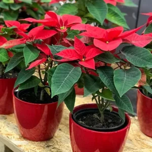 Red Poinsettia Plant Live Houseplant, In Pot, Poinsettia Flowers For Decoration, Holiday Plant
