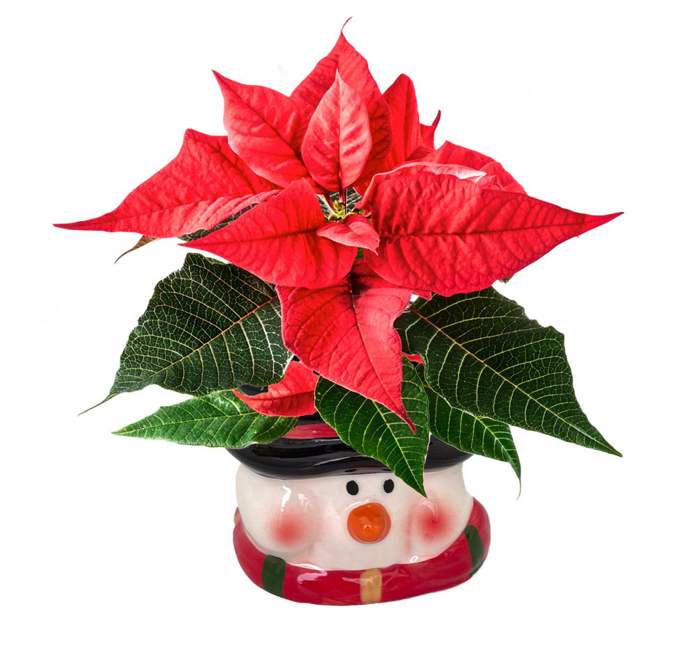 Red Poinsettia Plant Live, Poinsettia Flowers for Holiday Decor, Ceramic Planter 3.5 Inch Pot, Easy-to-Care Houseplant