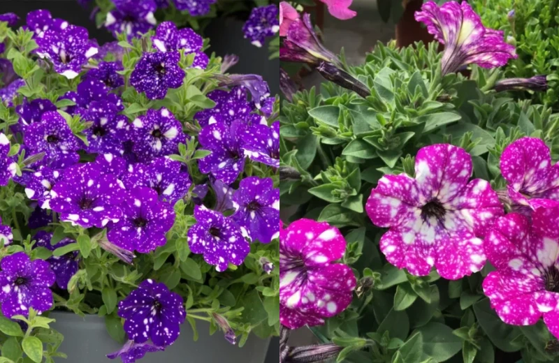 Types of Galaxy Petunias