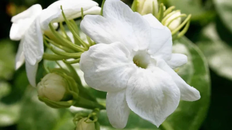 Arabian Jasmine Plants