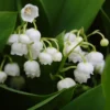 10 Lily Of The Valley Bulbs, Lily of the Valley Roots, Hardy Perennial Plants