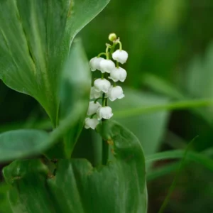 10 Lily Of The Valley Roots, White Lily of the Valley Bulbs, Rooted Flower Plants, Perennial Flower