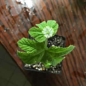 6 Goldenseal Rhizomes, Goldenseal Roots For Planting, Goldenseal Plant Live