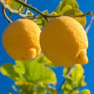 Meyers Lemon Tree, Meyer Lemon Lime Tree, Live Meyer Lemon Tree, Fruit Tree Live Plant