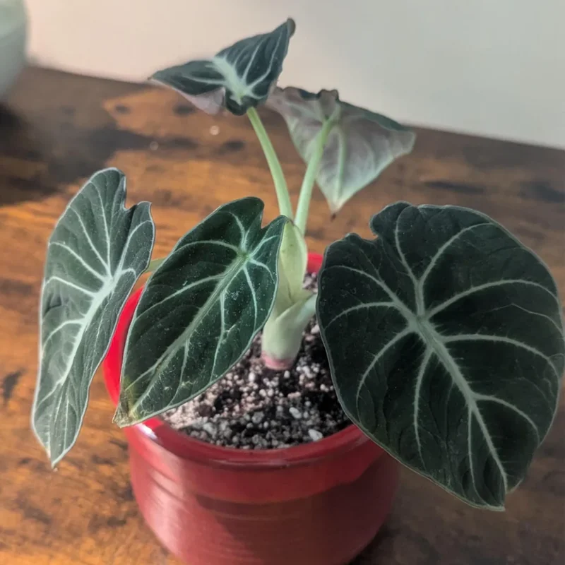 Alocasia, Live Alocasia Plant, House Plant Alocasia, Live Plant Indoor Alocasia 3.5 Inches Pot