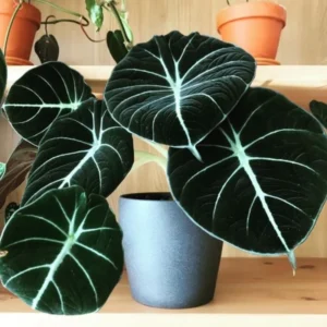 Alocasia, Live Alocasia Plant, House Plant Alocasia, Live Plant Indoor Alocasia 3.5 Inches Pot
