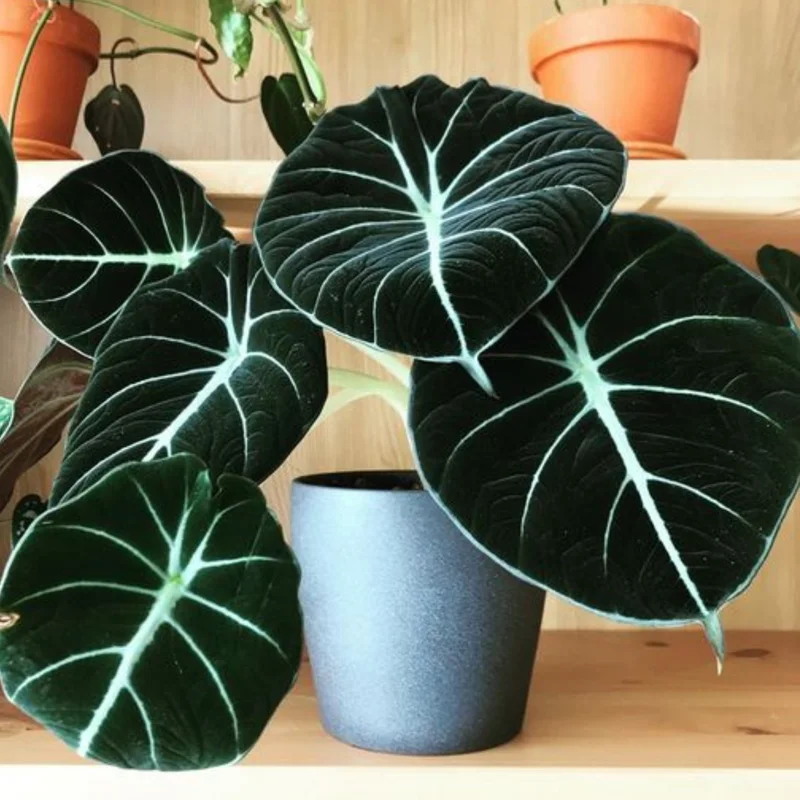 Alocasia, Live Alocasia Plant, House Plant Alocasia, Live Plant Indoor Alocasia 3.5 Inches Pot