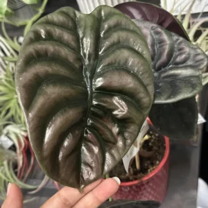 Alocasia, Live Alocasia Plant, House Plant Alocasia, Live Plant Indoor Alocasia 3.5 Inches Pot