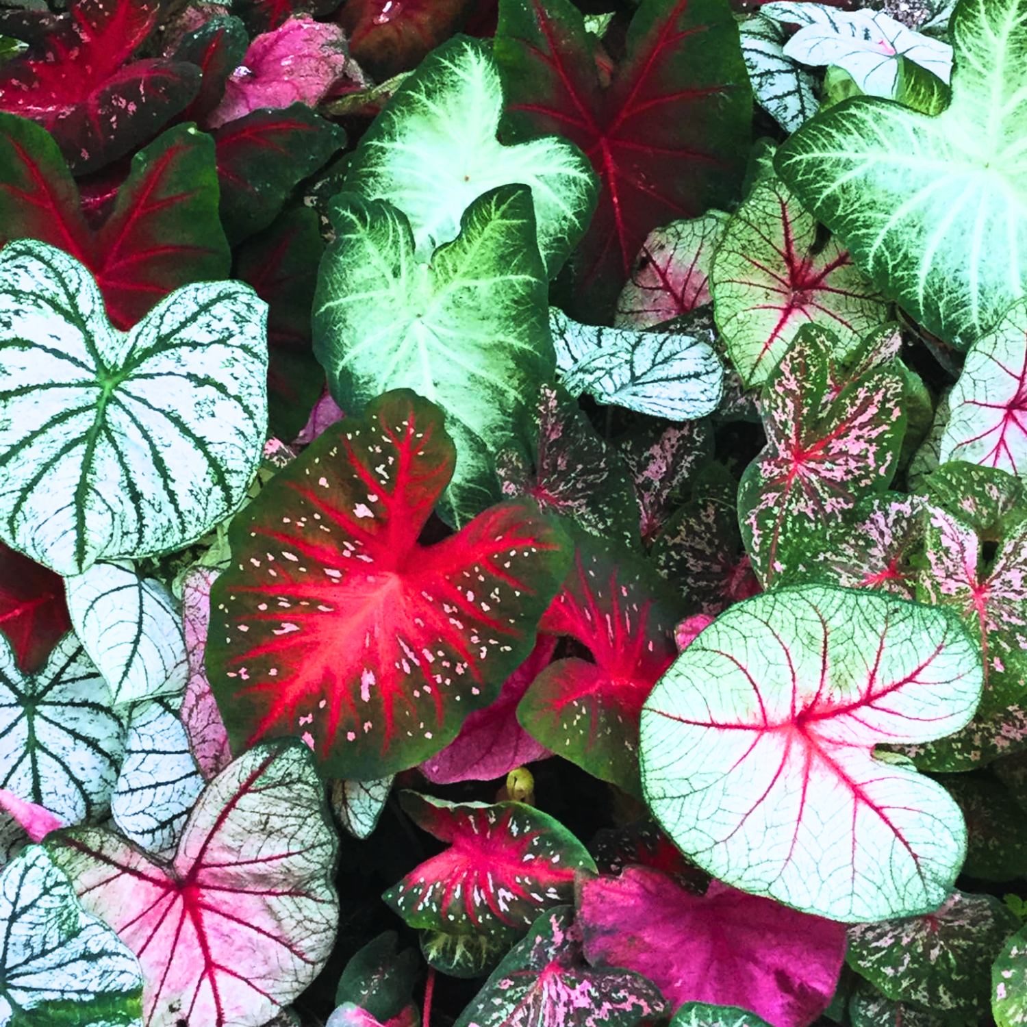 Caladium Bulbs For Spring Planting, 4 Caladium Bulbs, Rare Caladium Bulbs, Polka Dot Caladium Bulbs