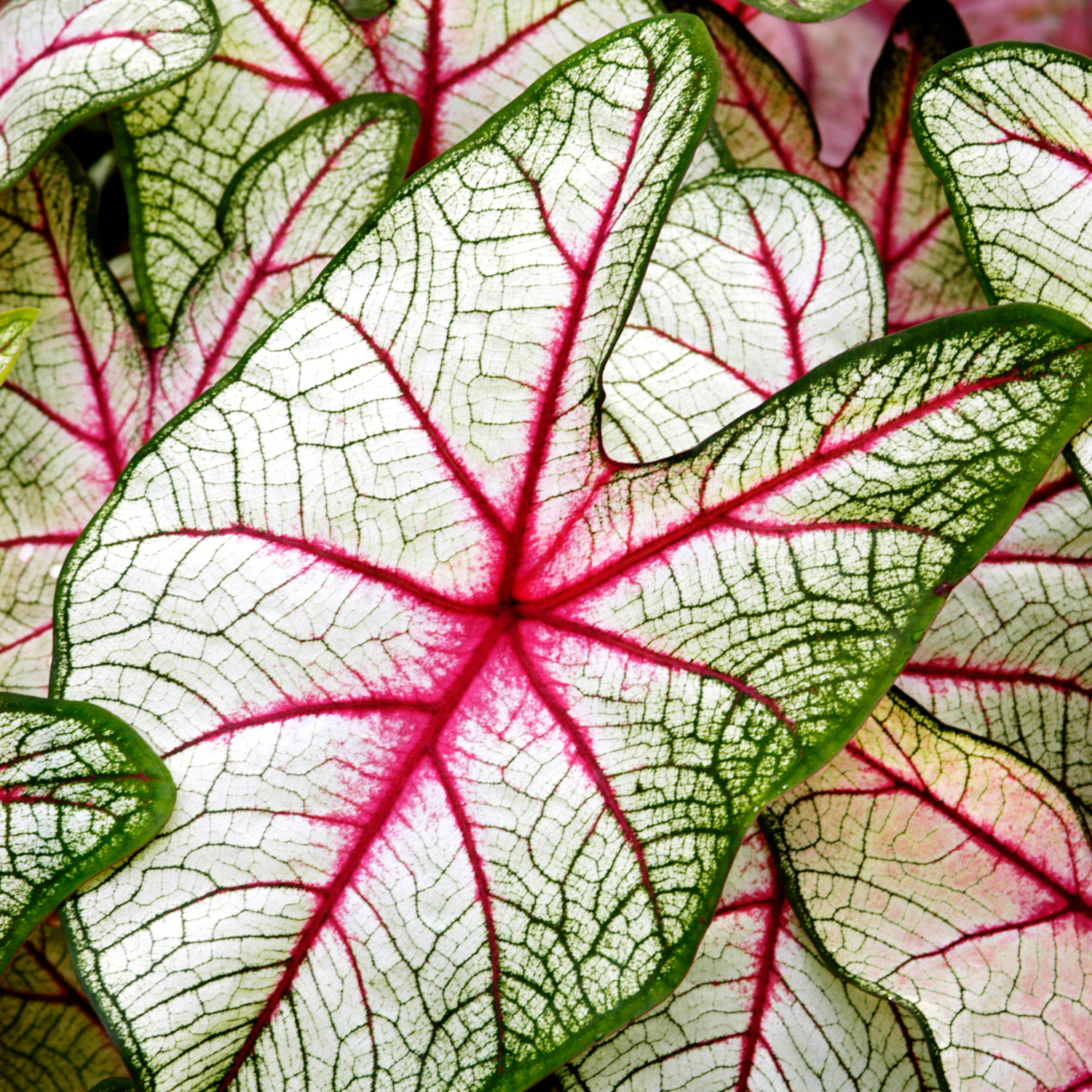 Caladium Bulbs For Spring Planting, 4 Caladium Bulbs, Rare Caladium Bulbs, Polka Dot Caladium Bulbs - Image 2