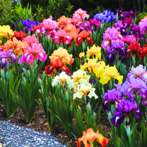 2 Iris Bulbs, Iris Bulbs, Perennial Flower Bulbs, Irises Flowering Bulbs