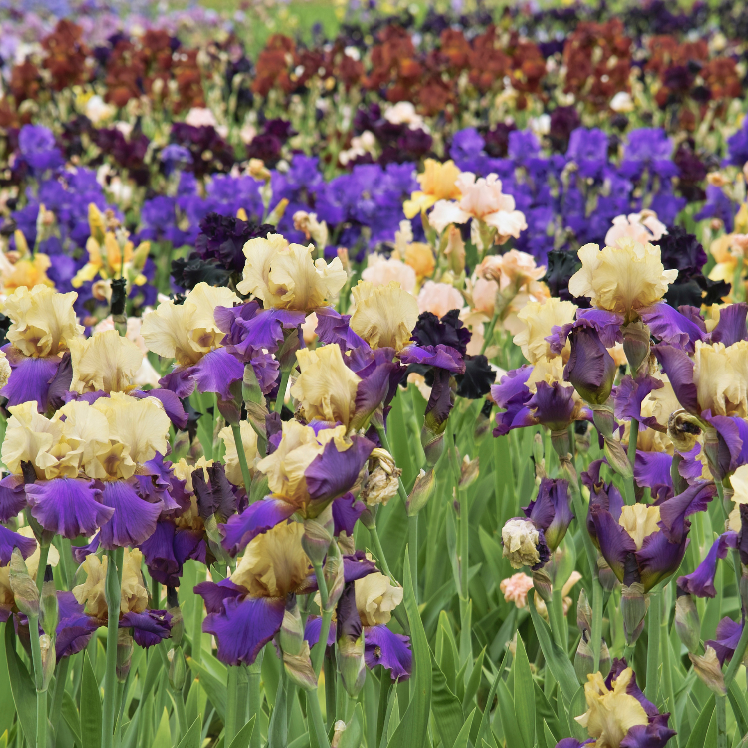 2 Iris Bulbs, Iris Bulbs, Perennial Flower Bulbs, Irises Flowering Bulbs - Image 2