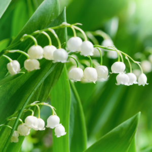 10 Lily Of The Valley Bare Roots, Lily Of The Valley Flower Bulbs Perennial Plants