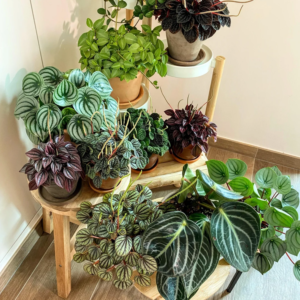 Peperomia Plant, Raindrop Peperomia Plant Live 3.5 Inches Potted, House Plant Indoors Live