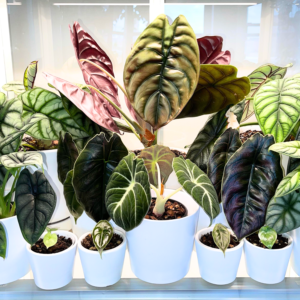 Alocasia Live Plant, Live Alocasia Plant Indoor 3.5 Inches Potted, Rare Plant Live Houseplants Alocasia