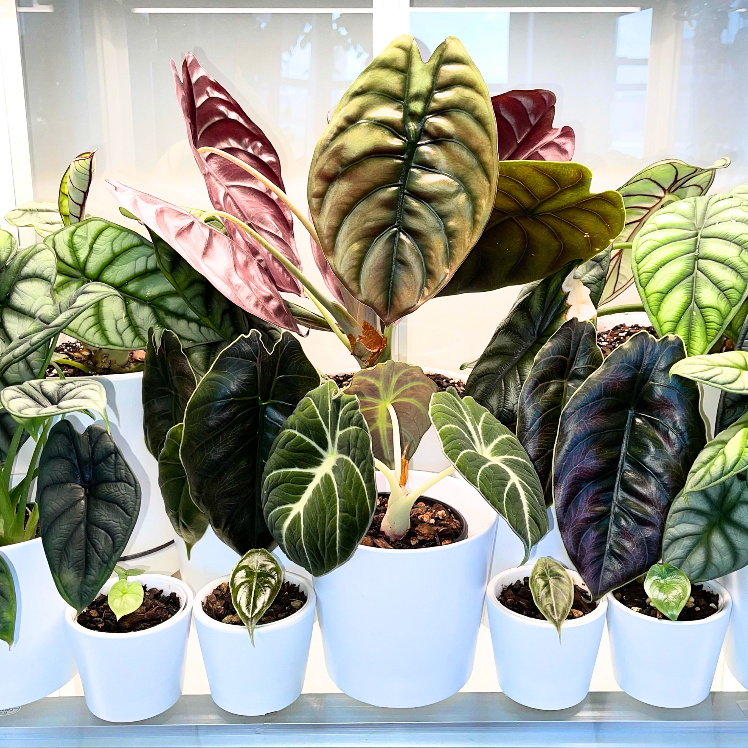 Alocasia Live Plant, Live Alocasia Plant Indoor 3.5 Inches Potted, Rare Plant Live Houseplants Alocasia