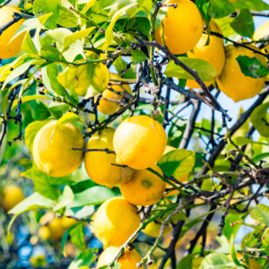 Meyer Lemon Tree Live Plant, Meyer Lemon Tree Plant, Fruit Tree Live