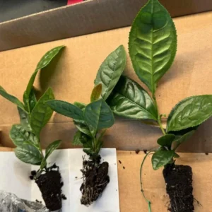 Tea Plant - Green Tea Live Plant (3-Pack) - Camellia sinensis - Used for Matcha Powder - Starter Plant for Your Indoor or Outdoor Garden