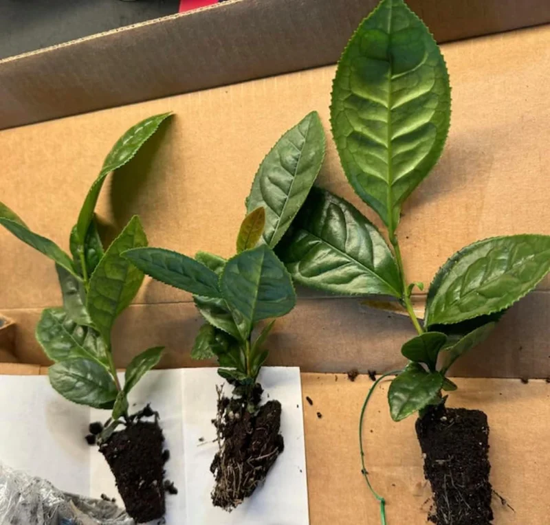 Tea Plant - Green Tea Live Plant (3-Pack) - Camellia sinensis - Used for Matcha Powder - Starter Plant for Your Indoor or Outdoor Garden