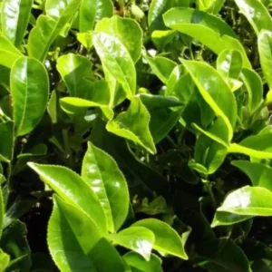 Tea Plant - Green Tea Live Plant (3-Pack) - Camellia sinensis - Used for Matcha Powder - Starter Plant for Your Indoor or Outdoor Garden