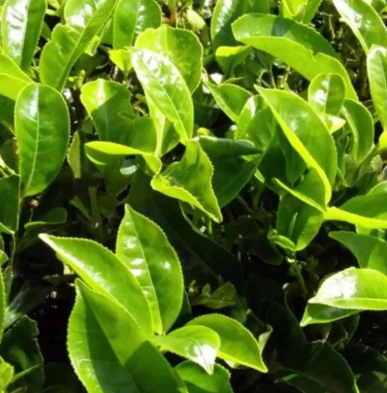 Tea Plant - Green Tea Live Plant (3-Pack) - Camellia sinensis - Used for Matcha Powder - Starter Plant for Your Indoor or Outdoor Garden
