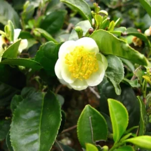 Tea Plant - Green Tea Live Plant (3-Pack) - Camellia sinensis - Used for Matcha Powder - Starter Plant for Your Indoor or Outdoor Garden