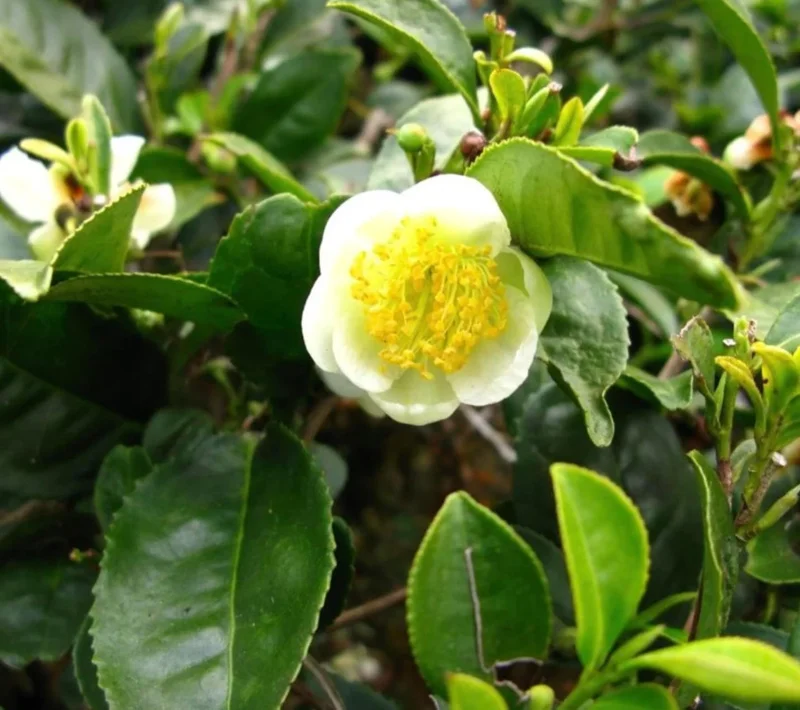 Tea Plant - Green Tea Live Plant (3-Pack) - Camellia sinensis - Used for Matcha Powder - Starter Plant for Your Indoor or Outdoor Garden